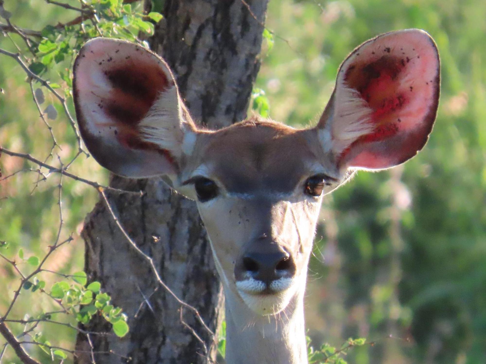 Naledi Lodges Balule Game Reserve Exterior foto
