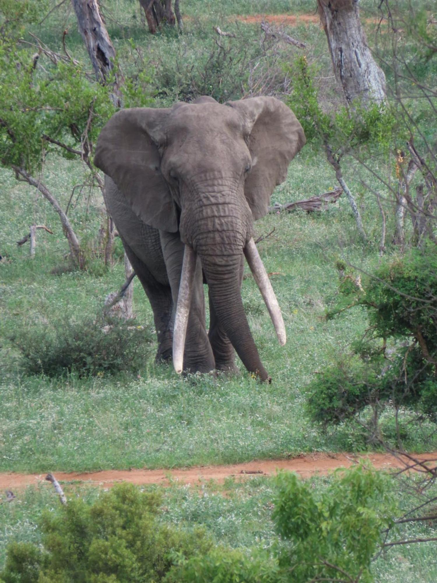 Naledi Lodges Balule Game Reserve Exterior foto