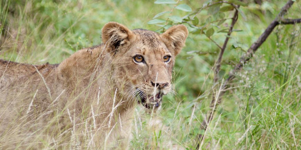 Naledi Lodges Balule Game Reserve Exterior foto