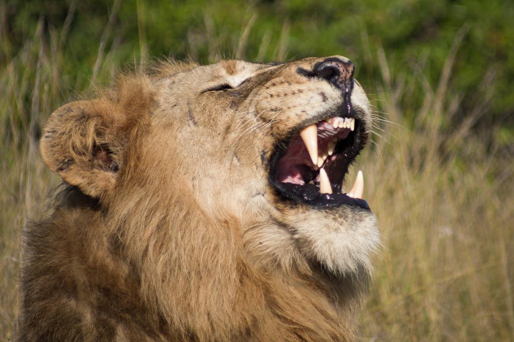 Naledi Lodges Balule Game Reserve Exterior foto